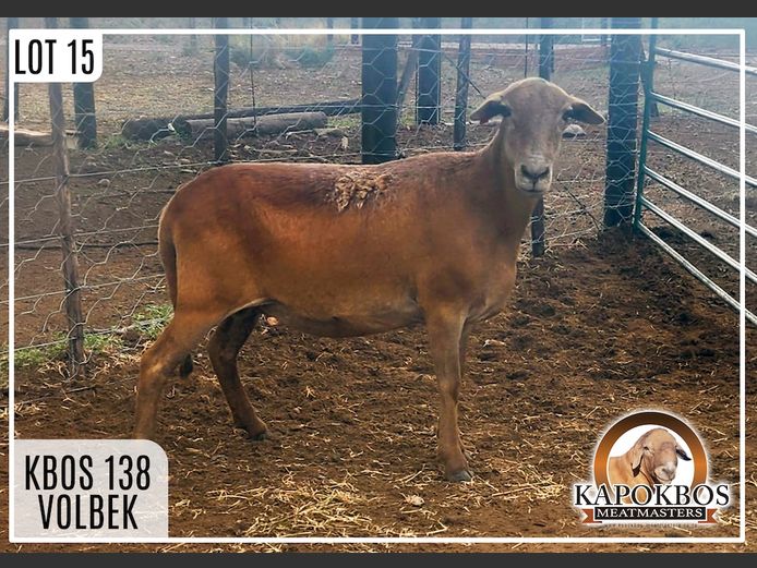 KBOS138 | Kapokbos Meatmasters