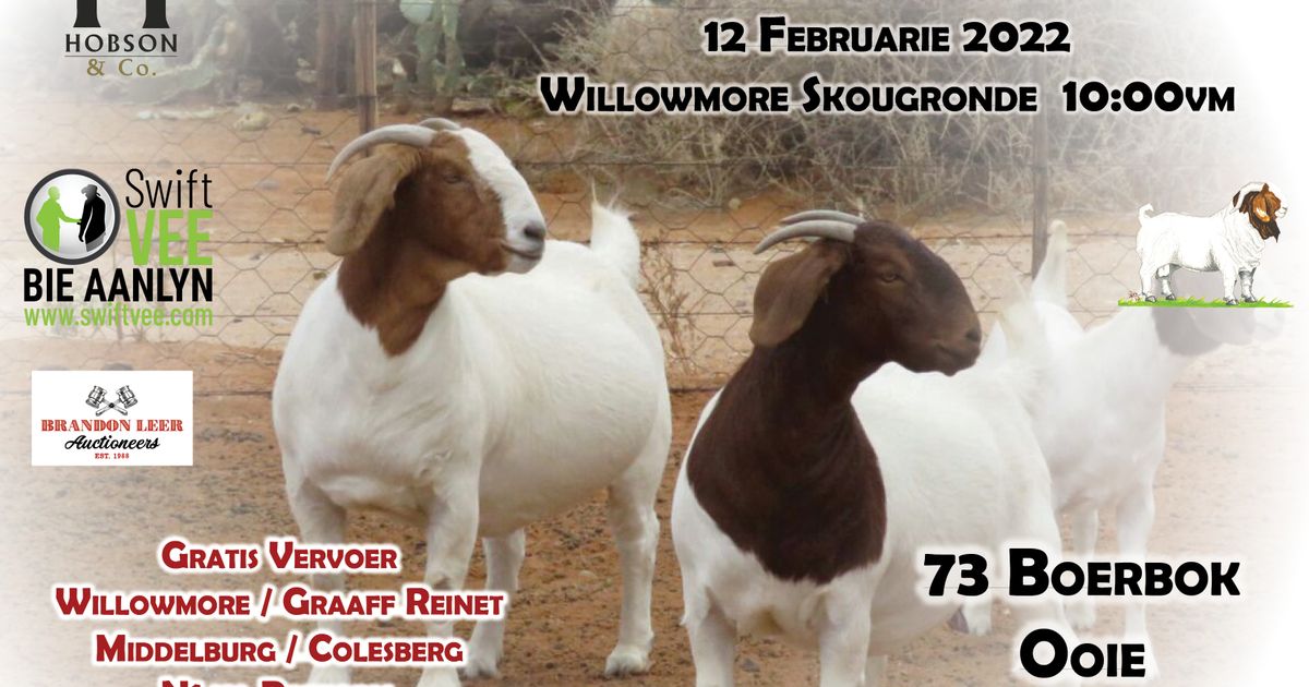 NATIONAL BOER GOAT EWE SALE | SwiftVEE | South Africa’s Leading Online ...