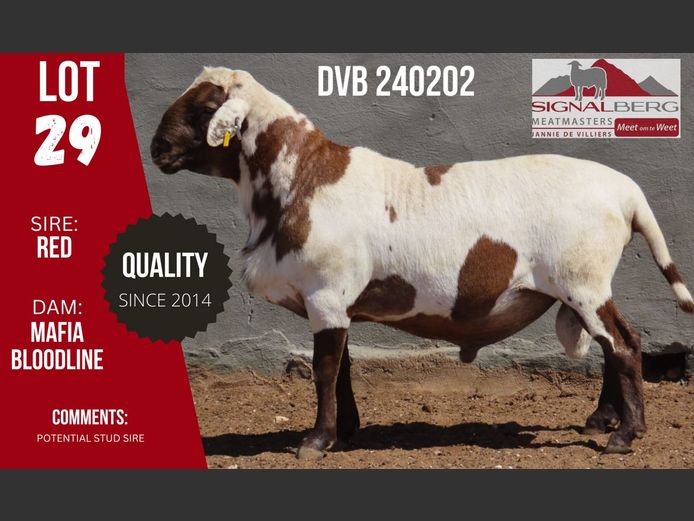 DVB 240202 | SIGNALBERG MEATMASTERS