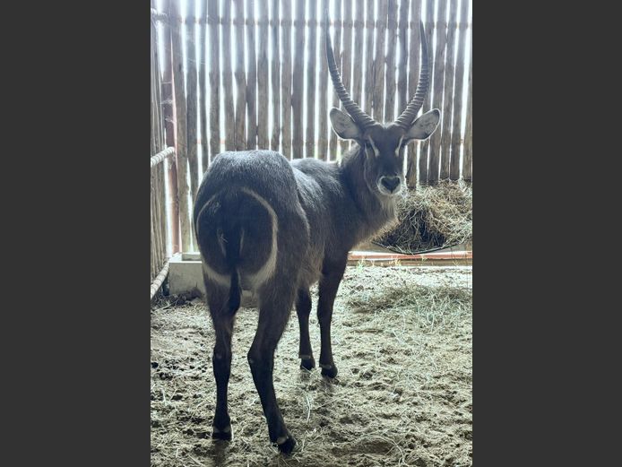 Waterbok Bul