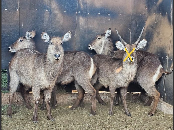 WATERBUCK | 3-SOUTH BDY
