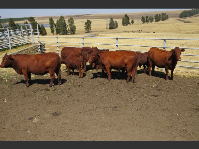 Commercial Animals
