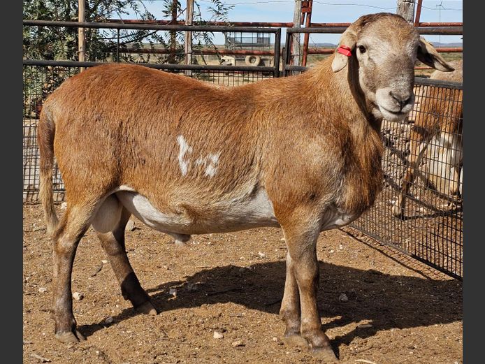 RBF 23 0009 | Deelfontein Meatmasters