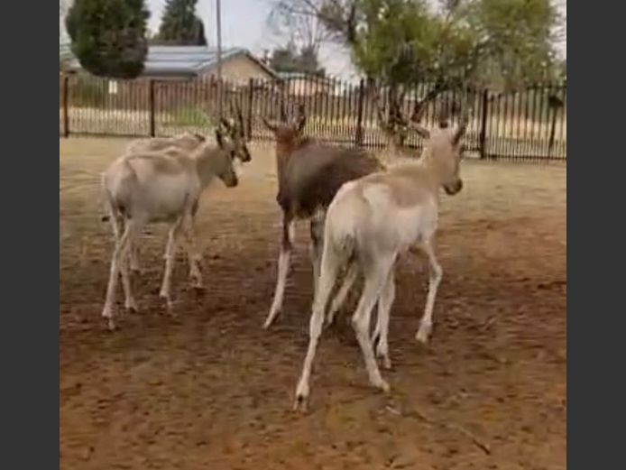 Blesbok Ram Lammers