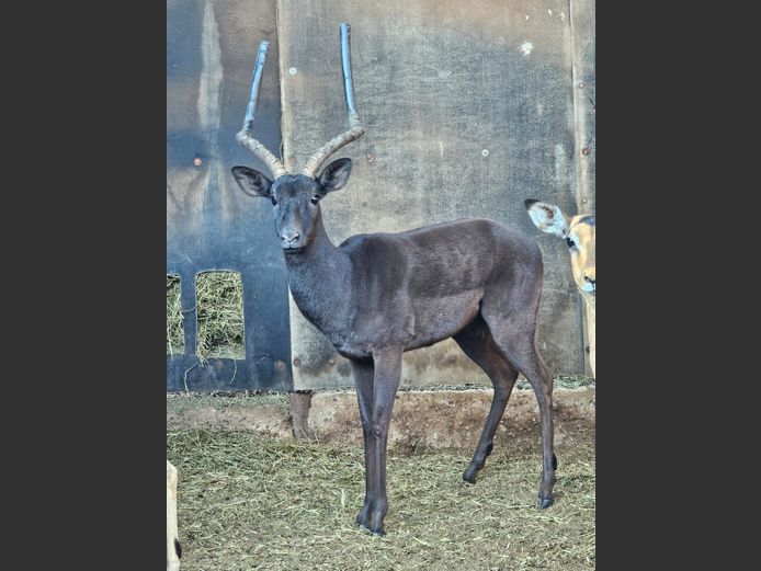 BLACK IMPALA | KOLOBE WILDLIFE