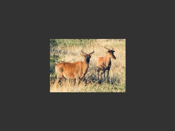 Tsessebe Familie Groep