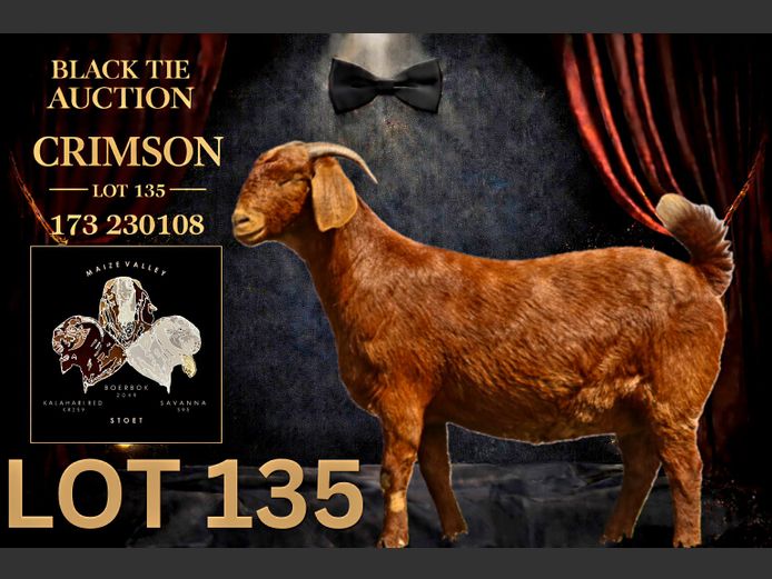 173230108 | Maize Valley Kalahari red stoet