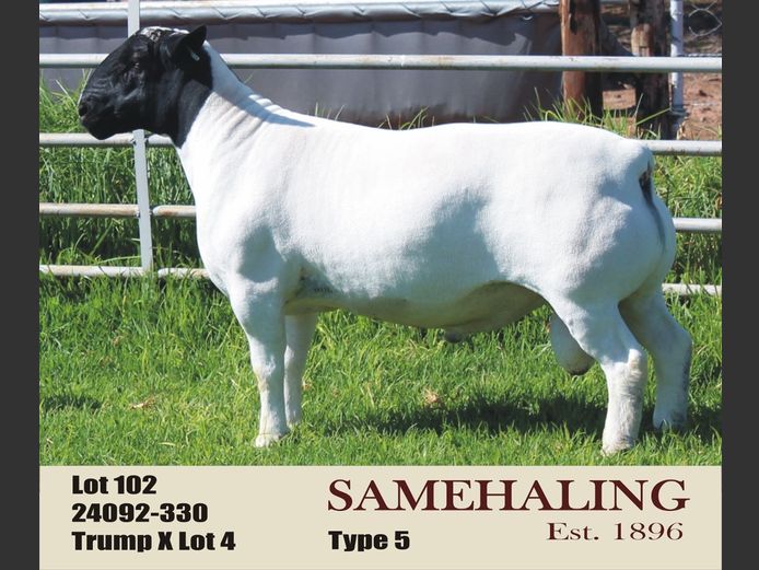 SAMEHALING DORPERS | 24092