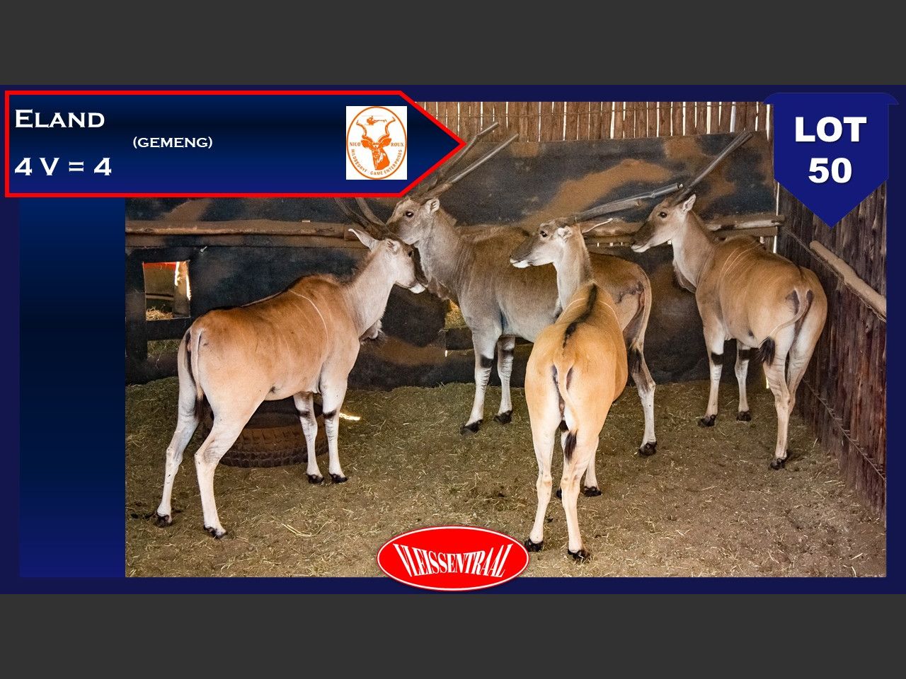 Lot 50 | NICO ROUX WILDVEILING | SwiftVEE | South Africa’s Leading ...