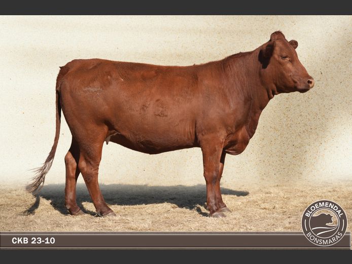 CKB230010 | CHRIS KRUGELL BLOEMENDAL