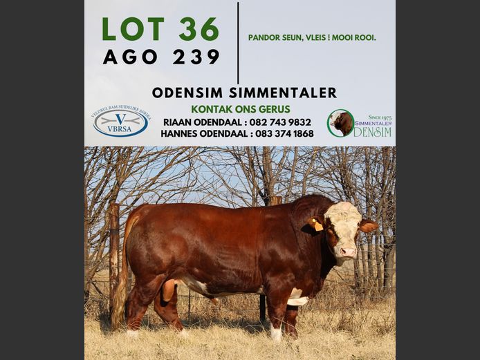 AGO239 | AG ODENDAAL