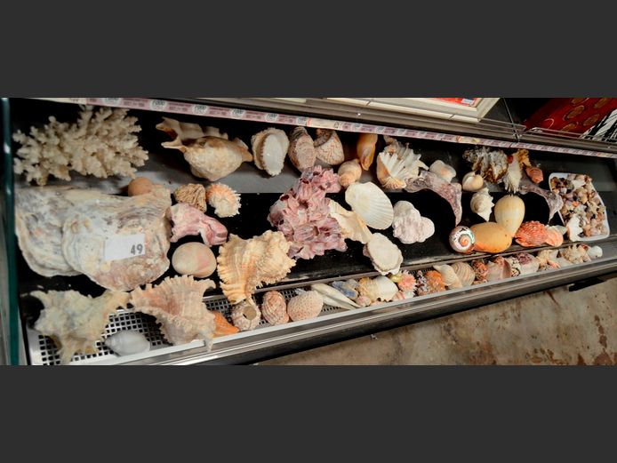 LARGE COLLECTION: SEASHELLS, CORAL, BARNACLE CLUSTER, etc