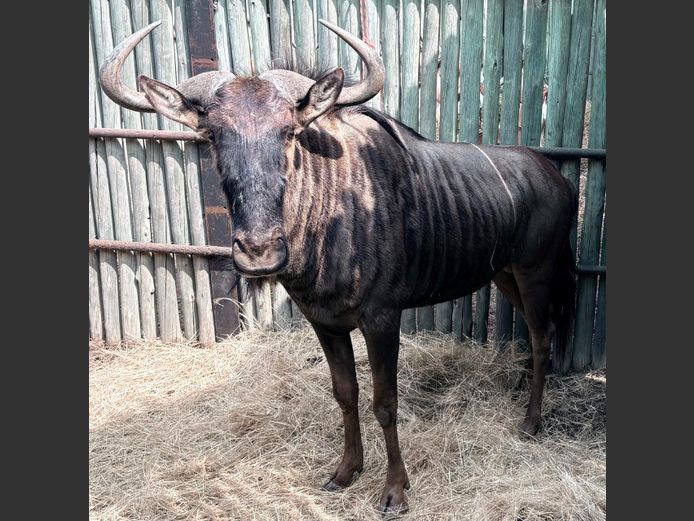 Blouwildebees Bul