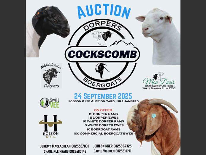 COCKSCOMB DORPER & BOERGOAT SALE