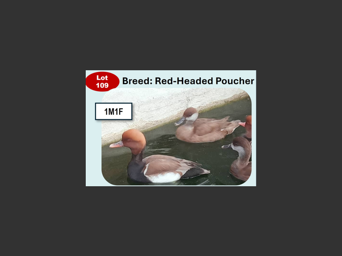 RED-HEADED POUCHER | ANNUAL MYTILUS AND ELOFF