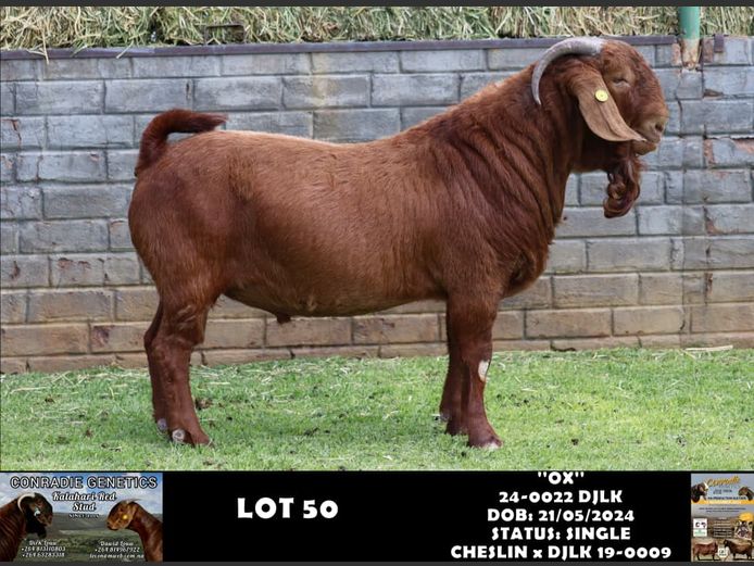 24-0022 DJLK | DIRK LOUW