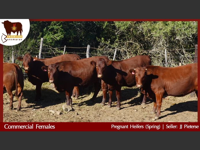Commercial Animals | J J Pieterse