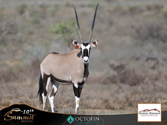 Oryx Heifer - Stacked Genetics	