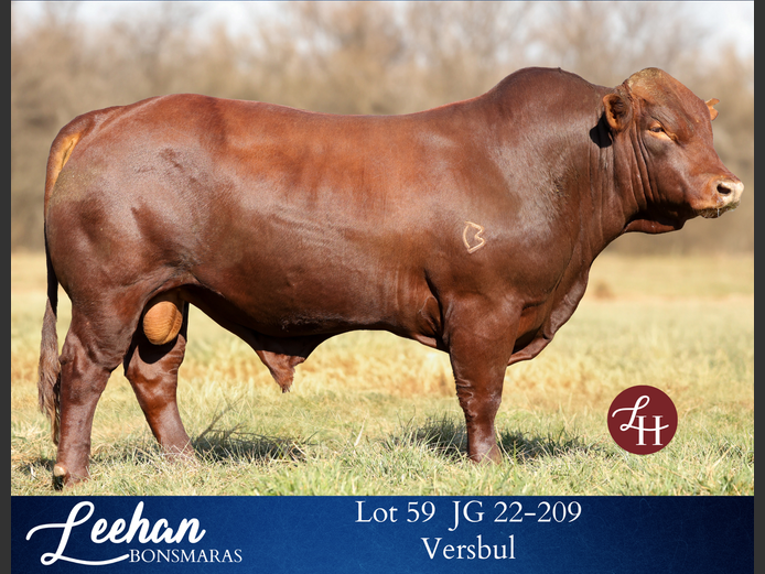 JG220209 | Leehan Bonsmara