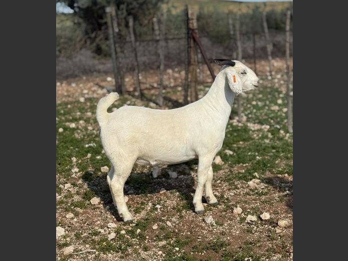 S67 24 0226 | MNR. G. KORB