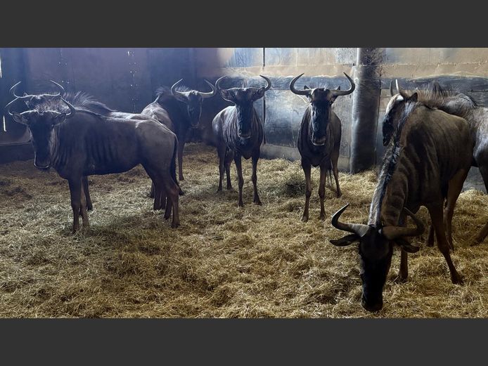 Blouwildebees Teeltrop