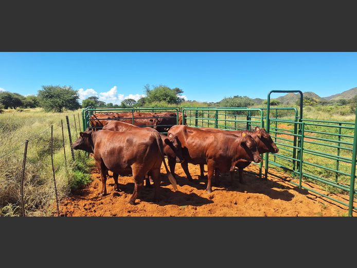 Commercial Animals | Eal Boerdery