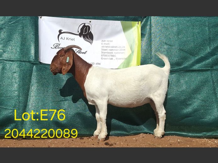 22089 | Grootvlak Boerbokke