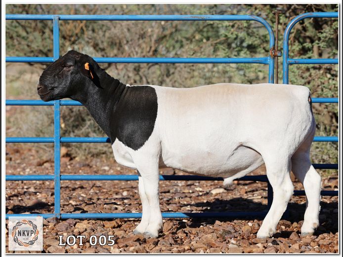 2765 24 0165 | HP BADENHORST FAMILIE TRUST