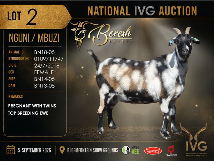 BN18-05 | BERESH NGUNI STUD