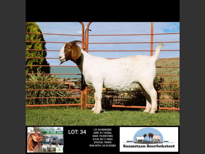 24-0095SBS | SAAMSTAAN BOERBOKSTOET