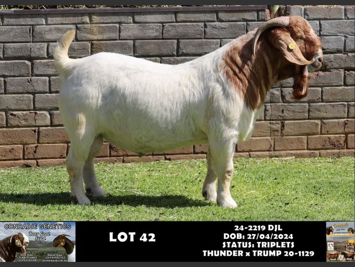 24-2169 DL | DAWID LOUW