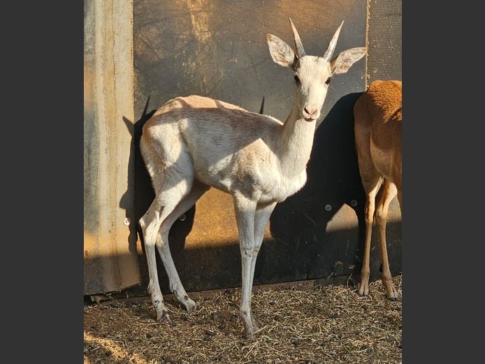 WHITE FLANKED IMPALA | WILLIE O’BRIEN