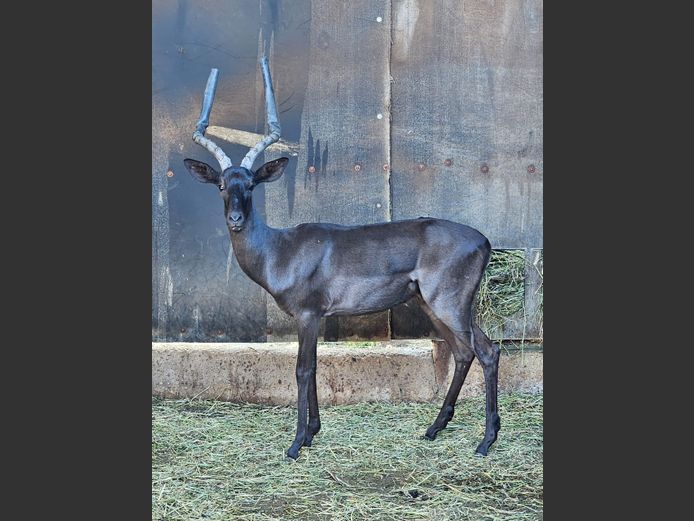 BLACK IMPALA | PRINS GAME