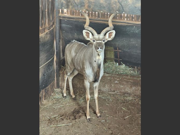 KUDU | HAAKDORING
SAFARIS