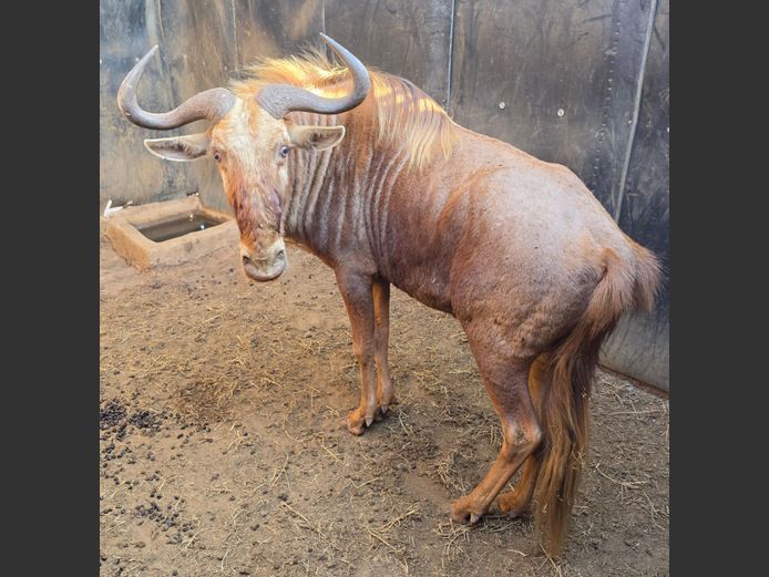 GOUE WILDEBEES | LEWIS FAMILY TRUST