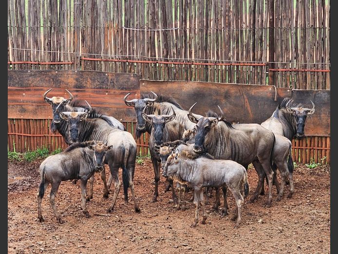 BLUE WILDEBEEST | HELICON