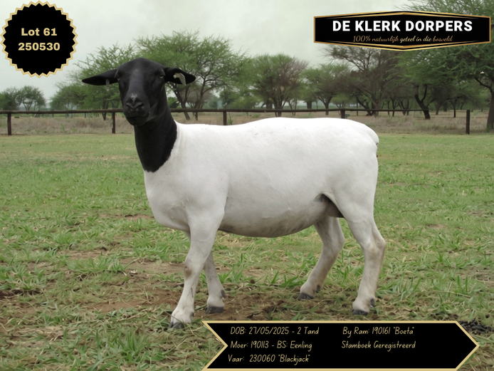 250530 | DE KLERK DORPERS