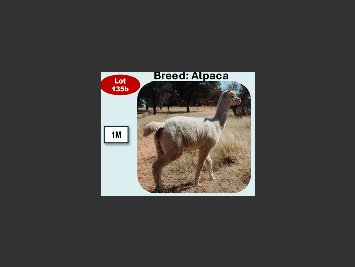 ALPACA | ANNUAL MYTILUS AND ELOFF