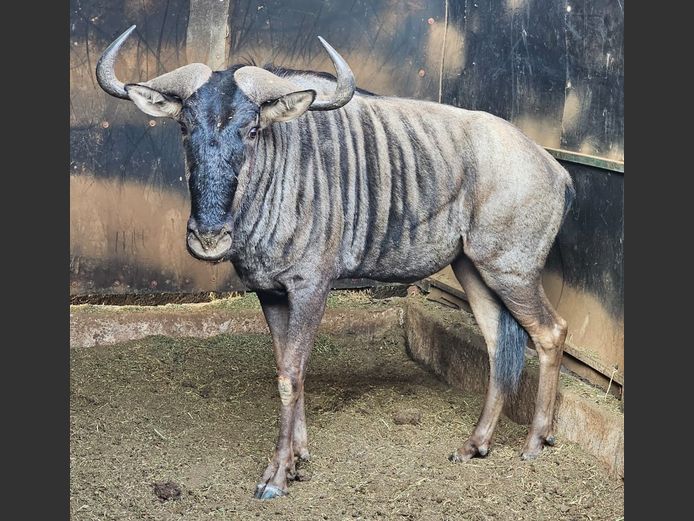BLUE WILDEBEEST | DAGBREEK