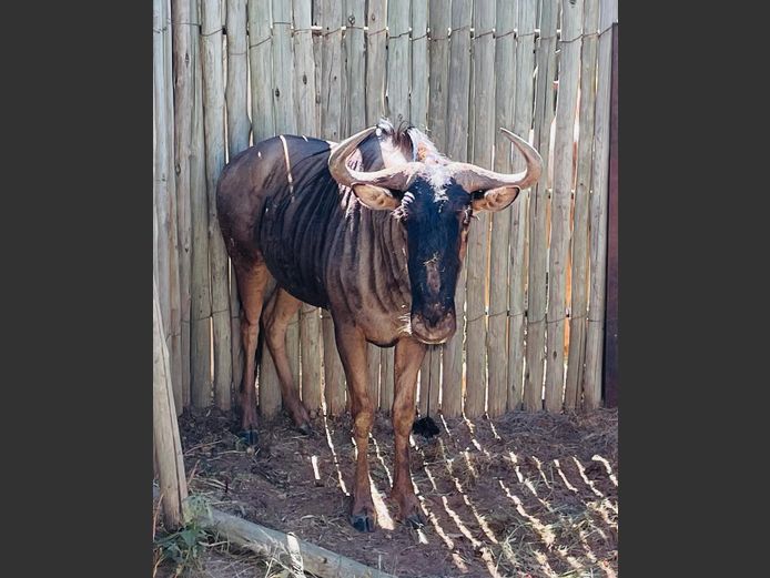 Blouwildebees bul