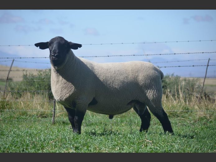 301 240038 | TWEESEUNS