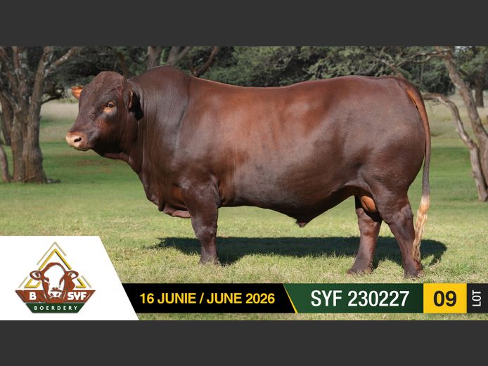 SYF230227 | BSYF BOERDERY