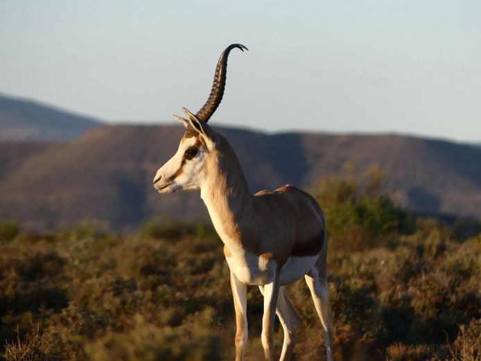 Kalahari Springbok | Nextgen Springbok (Z van der Merwe)