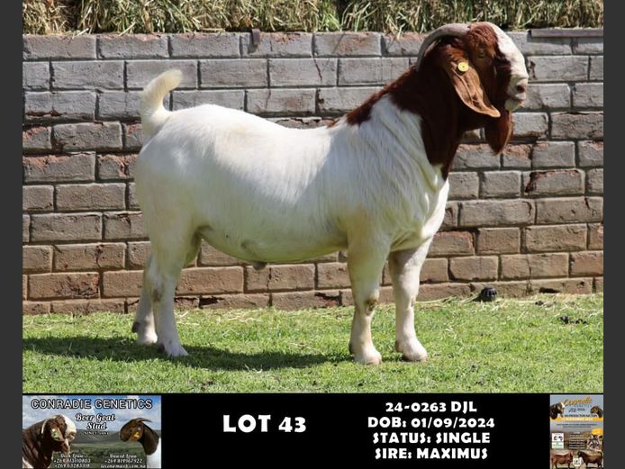 24-0263 DJL | DIRK LOUW