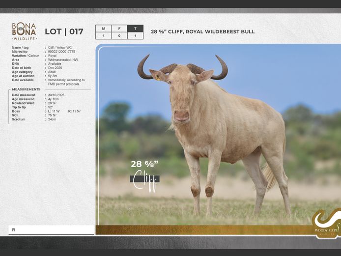 Wildebeest - Royal | Pieter Ernst Familie Trust.