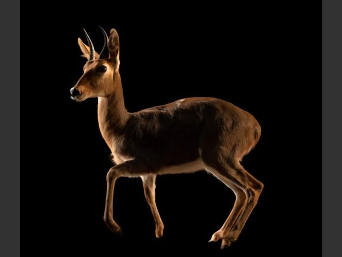 ROOIRIBBOKKE