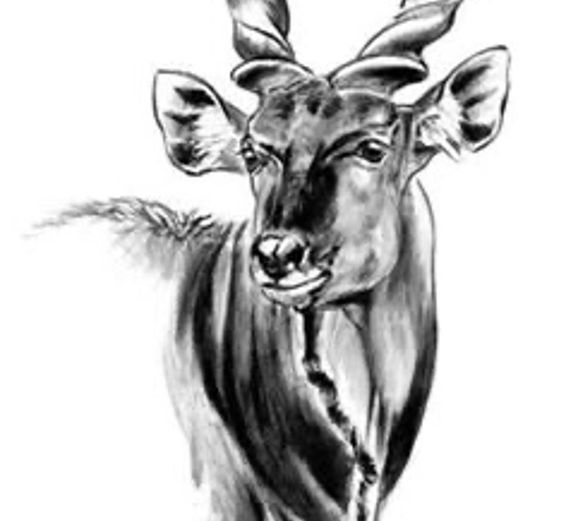 NUNJI TAXIDERMY SHOULDER MOUNT