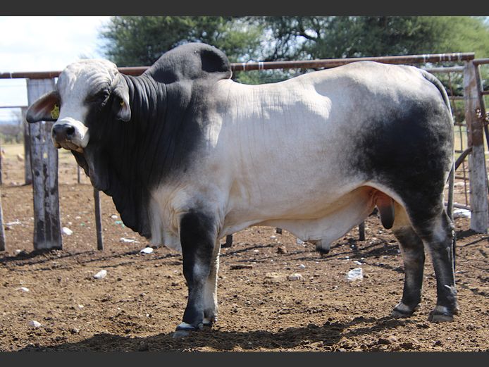 22-0086KG | MAKALANI BRAHMAN