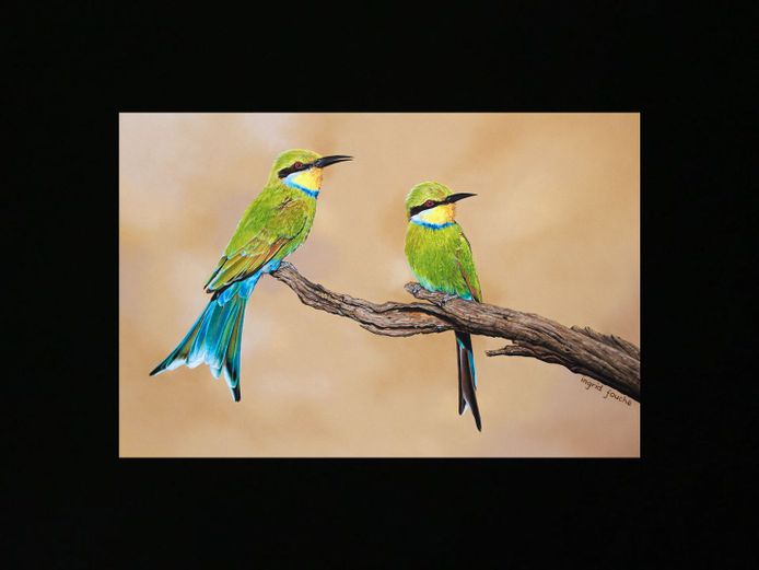 Swallow taled Bee-eaters