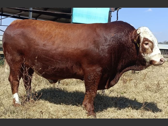 AVZ2226 | LORENTAL BOERDERY BK